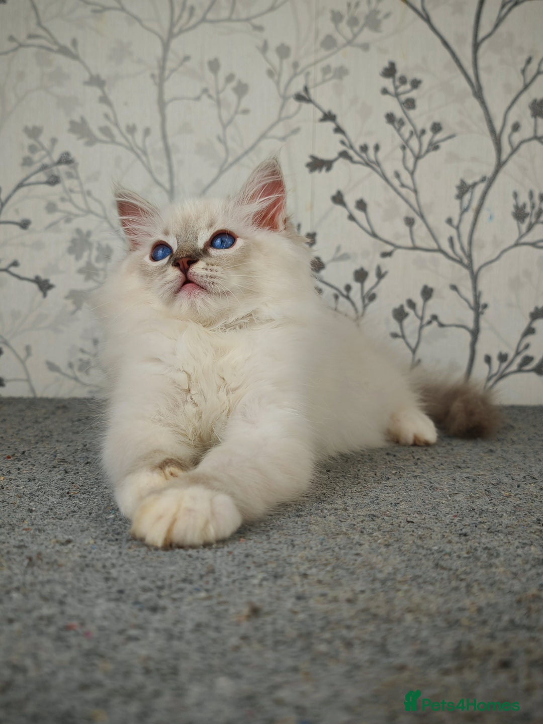 Ragdoll cats for sale: Regional Winner READY TO Go LAST BOY AND GIRL - Image 13