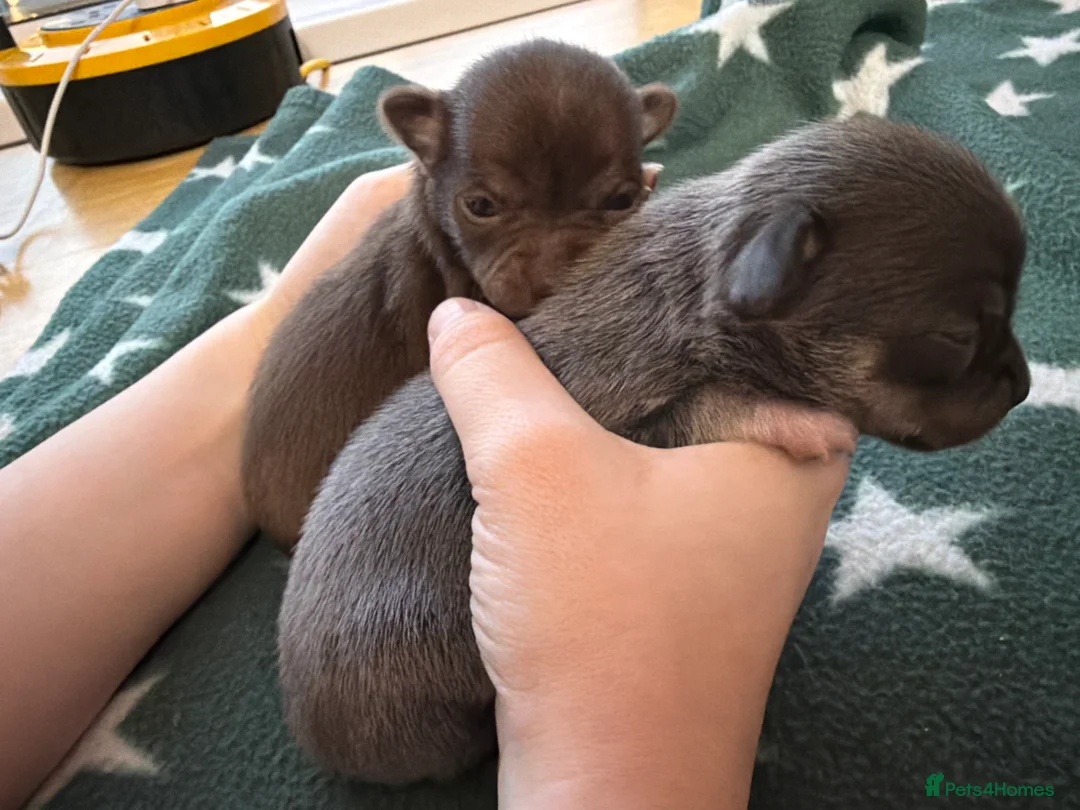 Chihuahua dogs for sale: Two beautiful chihuahua puppys - Advert 2