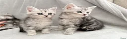 Persian cats for sale: Ready now - Persian x Maine coon kittens  - Advert 4