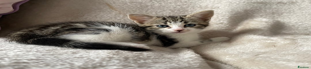 Mixed Breed Kitten 