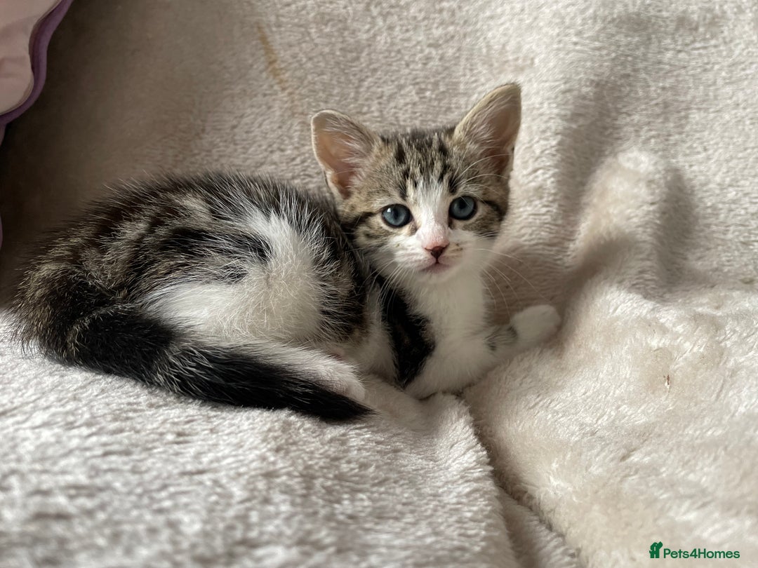 Mixed Breed cats for sale: 4 beautiful kittens ready now  - Image 4