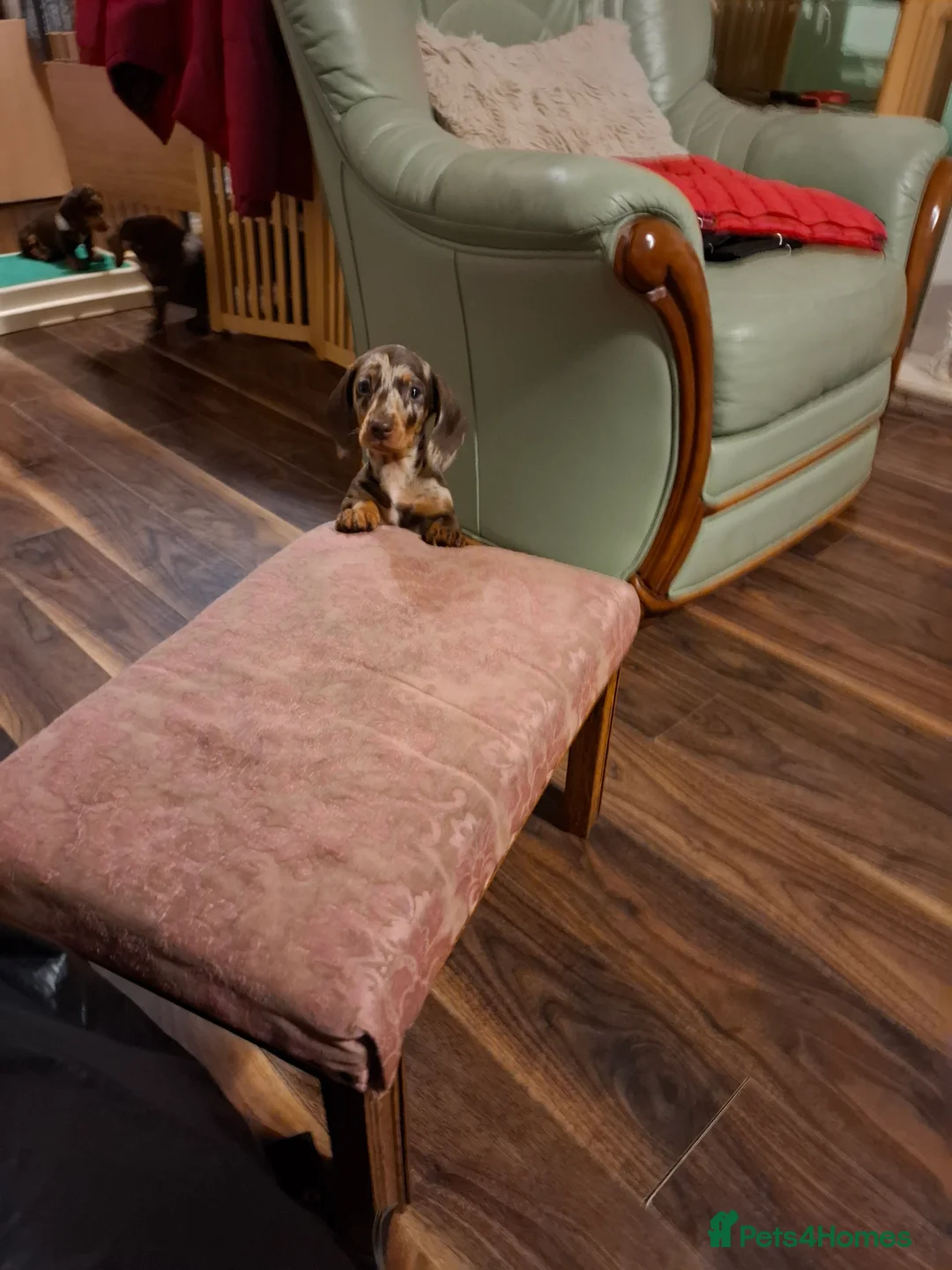 Miniature Dachshund dogs for sale: Miniature Dachshund smooth pups for sale ready now - Advert 9