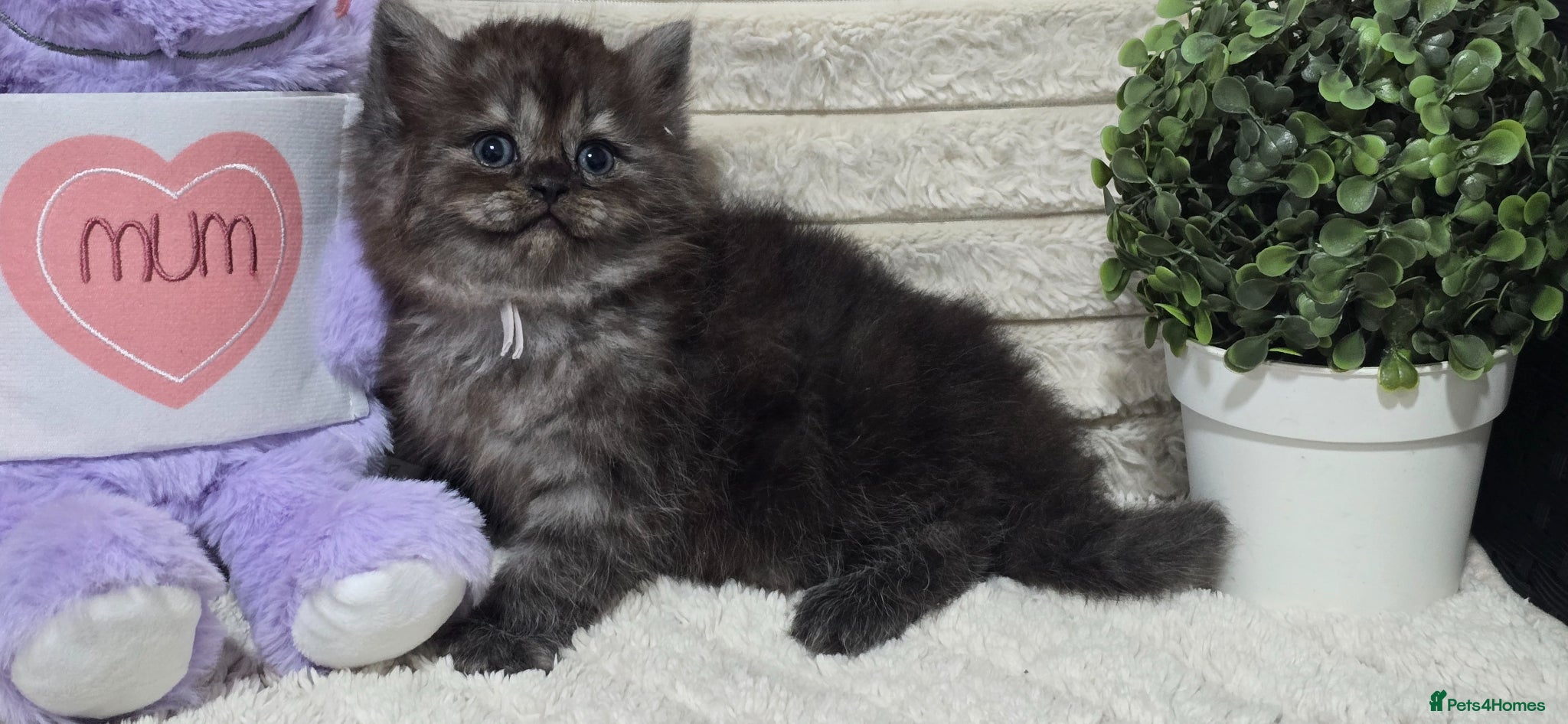 Maine Coon cats Stunning ragdoll/mainecoon babies £350 - Advert 3