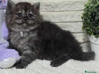 Maine Coon cats Stunning ragdoll/mainecoon babies £350 - Advert 10