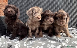 Cockapoo dogs for sale: LOVELY LITTER MERLE COCKAPOOS  - Image 6