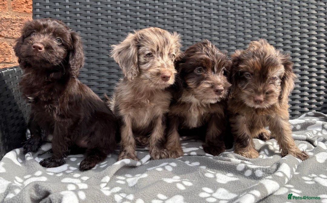 Cockapoo dogs for sale: LOVELY LITTER MERLE COCKAPOOS  - Image 6