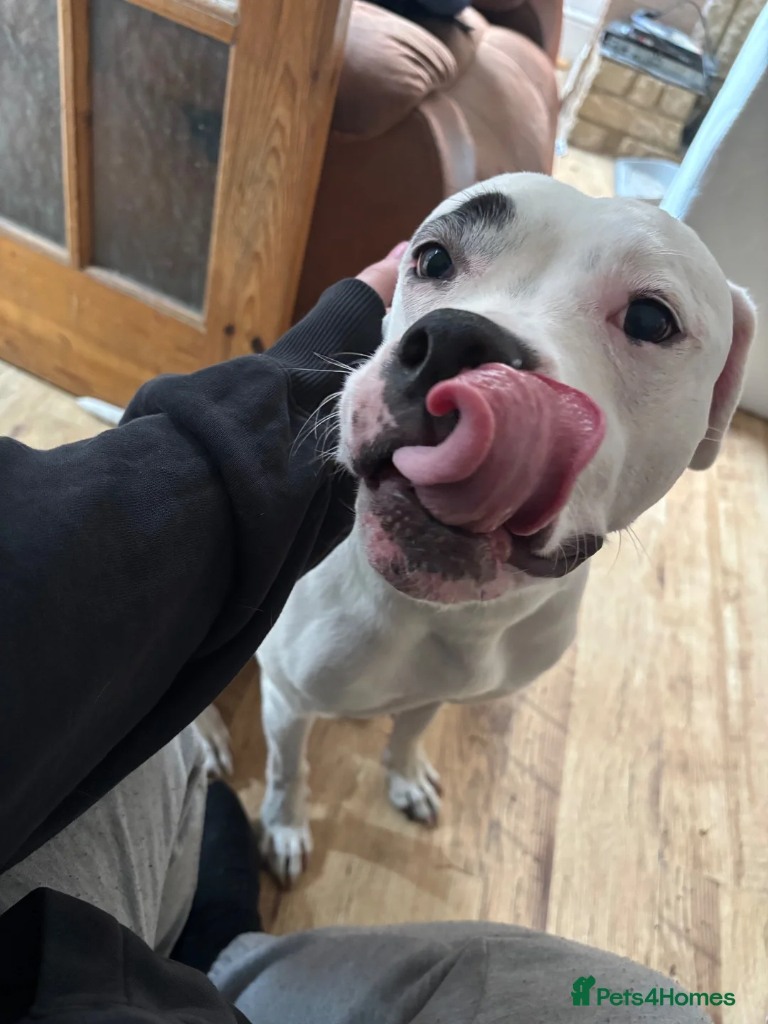 Mixed Breed dogs for sale: Sky American Bulldog crossed - Advert 1
