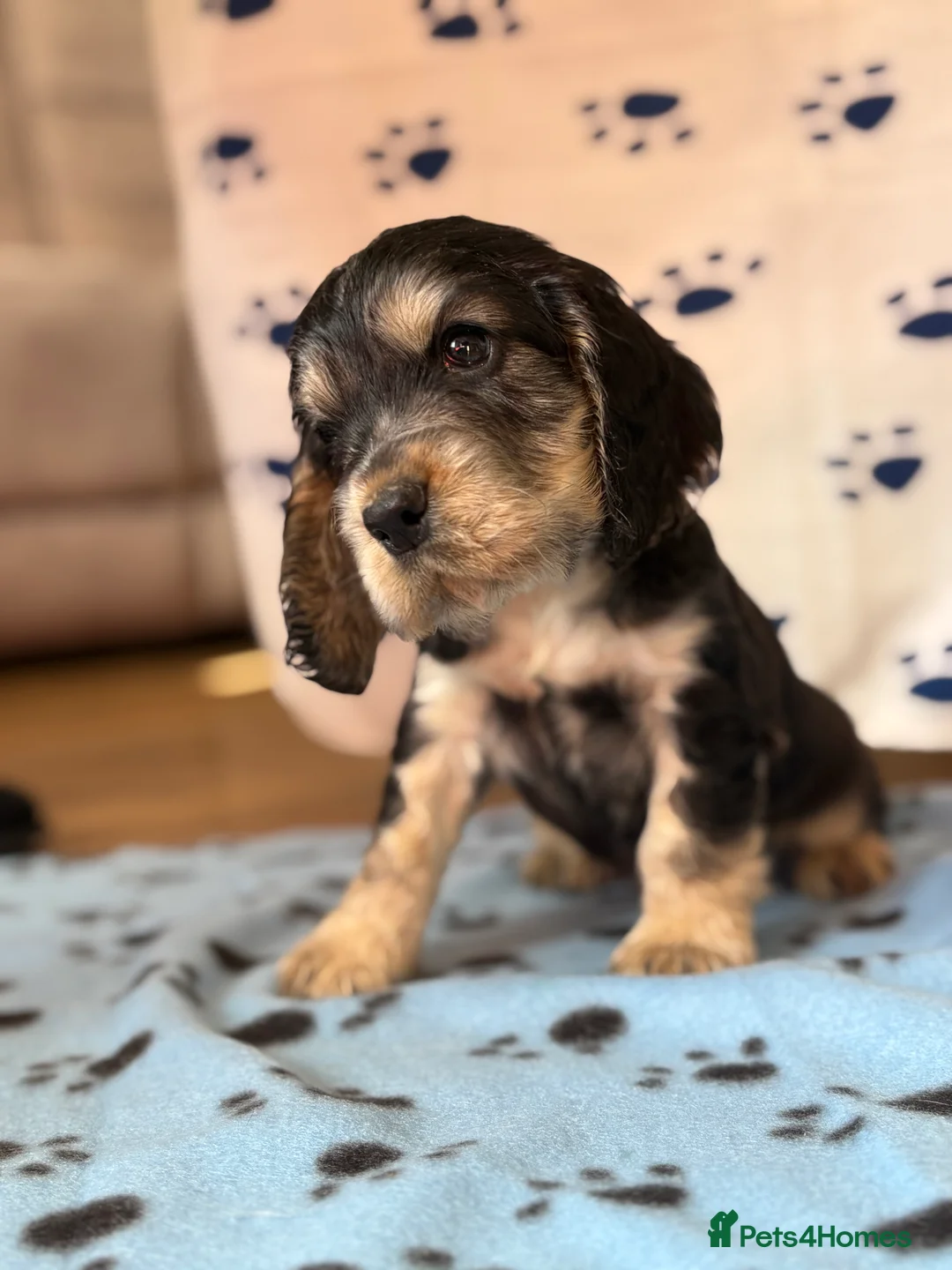Cocker Spaniel dogs for sale: Last cocker spaniel puppy boy for sale  in Lincoln - Advert 14