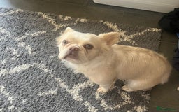 French Bulldog dogs for sale: Gorgeous fluffy Frenchie female  - Image 8