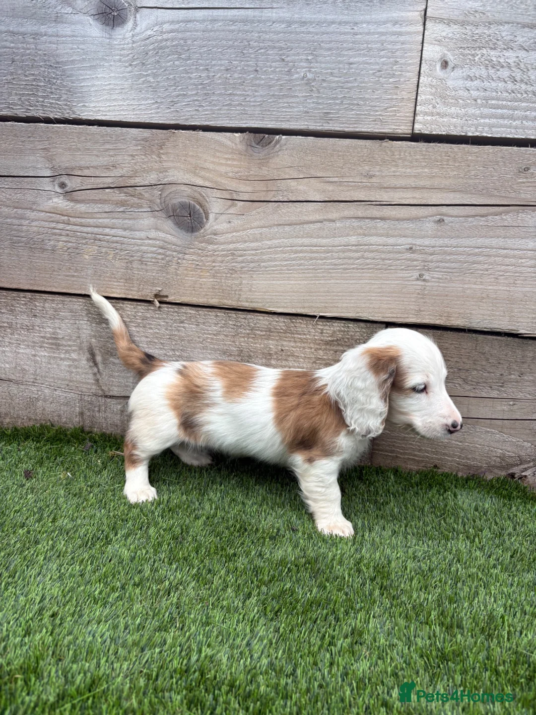 Miniature Dachshund dogs for sale: Miniature long Haird Dachshund  - Advert 13