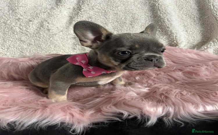 French Bulldog dogs - Advert 5