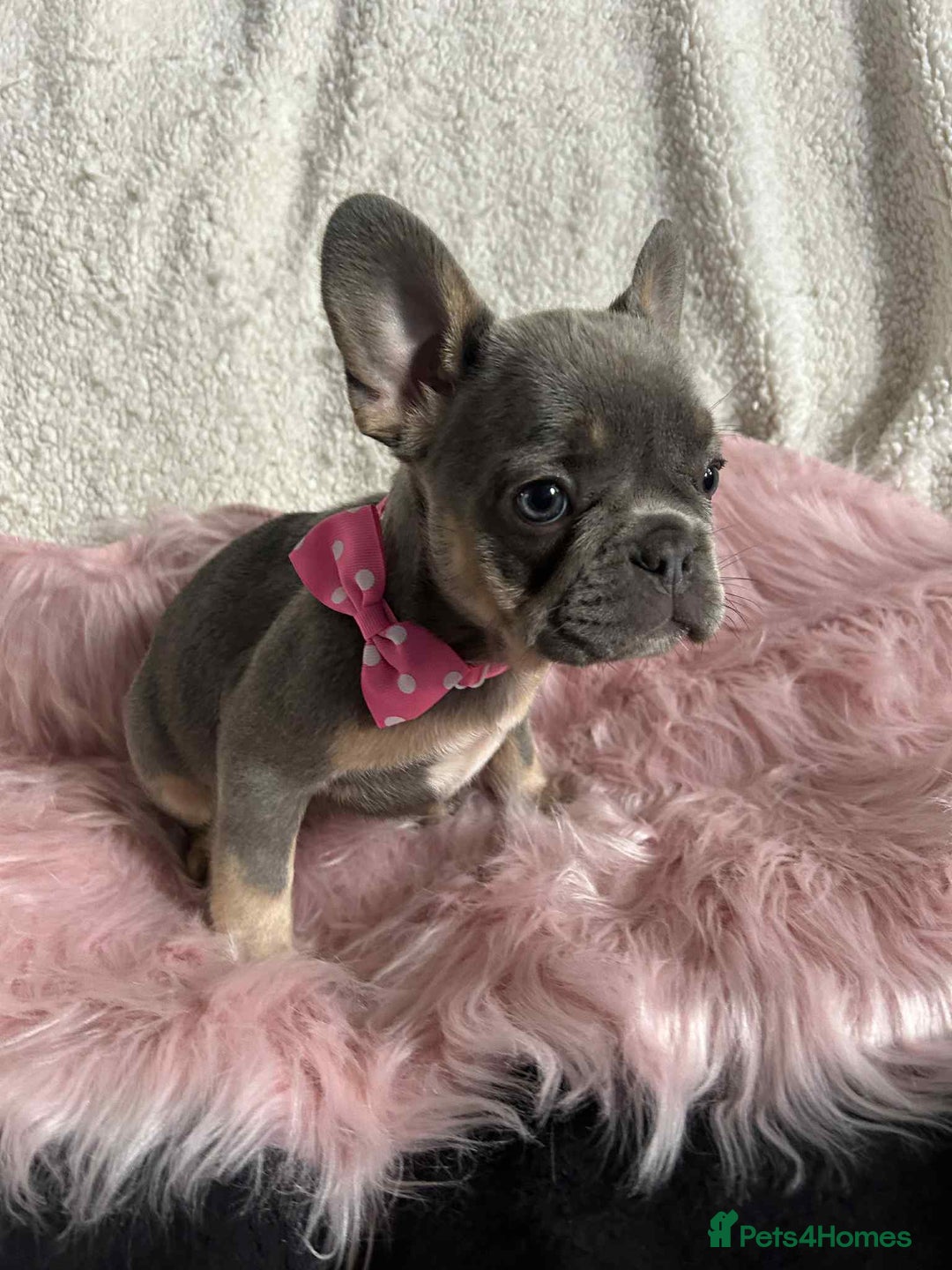 French Bulldog dogs for sale: KC Reg lilac & tan velvet French Bulldog - Image 6