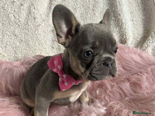French Bulldog dogs - Advert 1