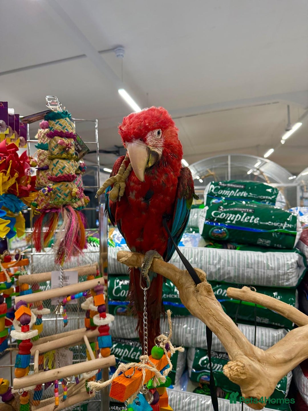 Macaws birds for sale: Handreared Harness trained Baby Greenwinged macaw  - Advert 2