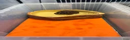 Lizard reptiles for sale: Two Healthy Pacman Frogs (Horned Frogs) – £20 Each - Advert 2