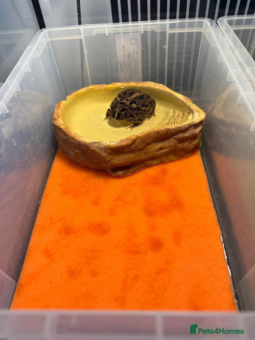 Lizard reptiles for sale: Two Healthy Pacman Frogs (Horned Frogs) – £20 Each - Advert 2