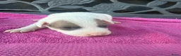 Jack Russell dogs for sale: Parson jack russles 5 boys 2 girls  - Advert 22