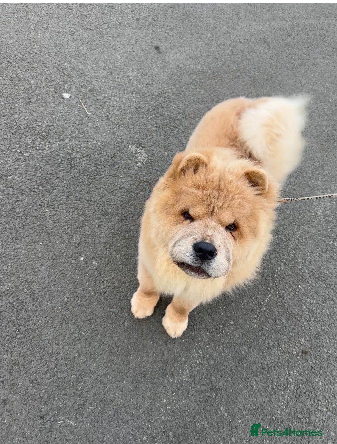 Chow Chow dogs Female chow chow - Advert 5