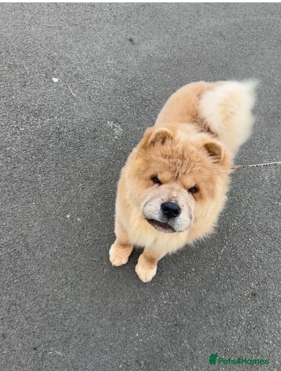 Chow Chow dogs for sale: Female chow chow - Advert 1