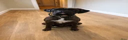 Boxer dogs for sale: Gorgeous boy unfortunately needing new home  - Advert 3