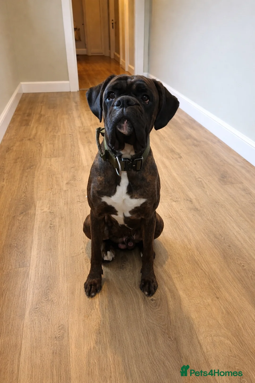 Boxer dogs for sale: Gorgeous boy unfortunately needing new home  - Advert 3