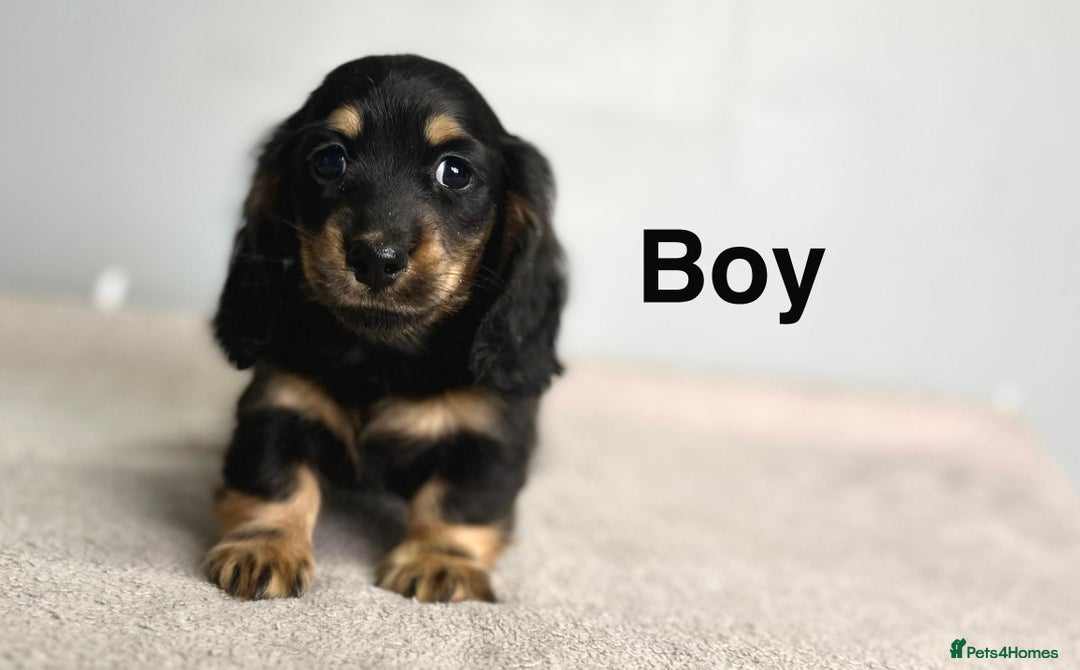 Miniature Dachshund dogs for sale: Longhair mini dachshund  - Advert 6