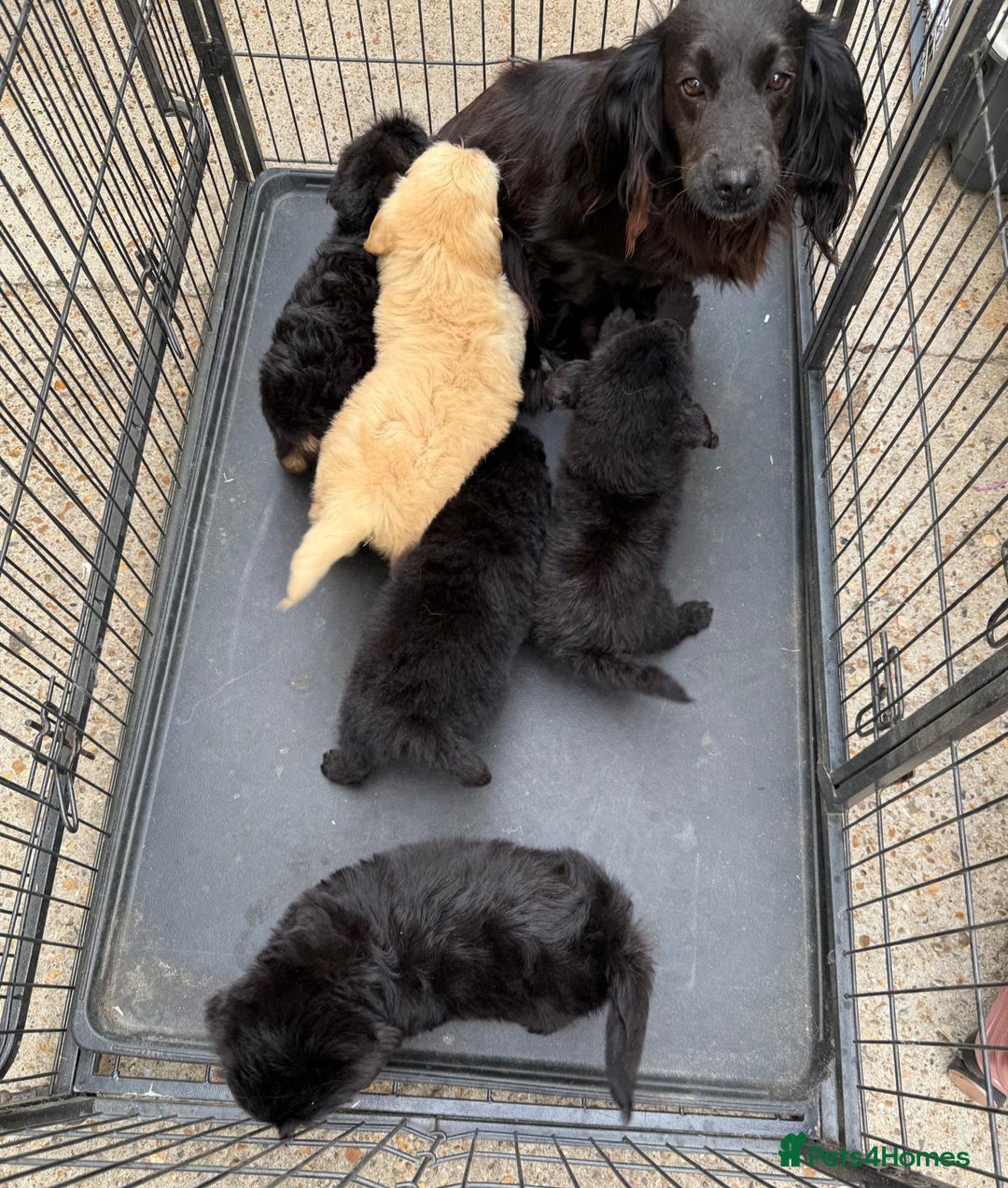 Cockapoo dogs for sale: Cockapoo puppies for sale  - Image 1
