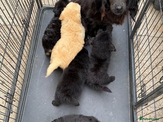 Cockapoo dogs - Advert 10