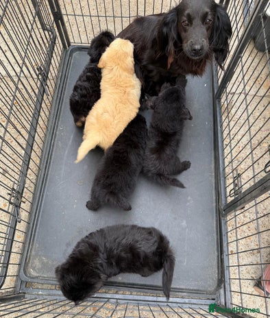 Cockapoo dogs - Advert 12