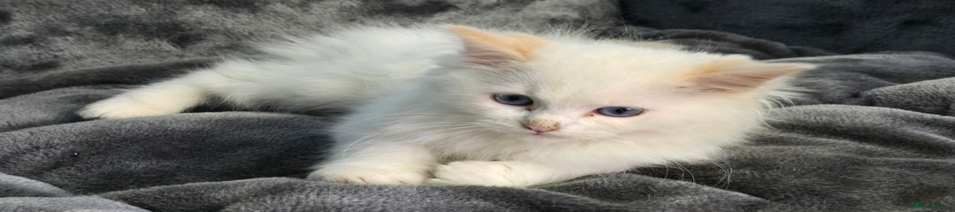Ragdoll Kitten 2