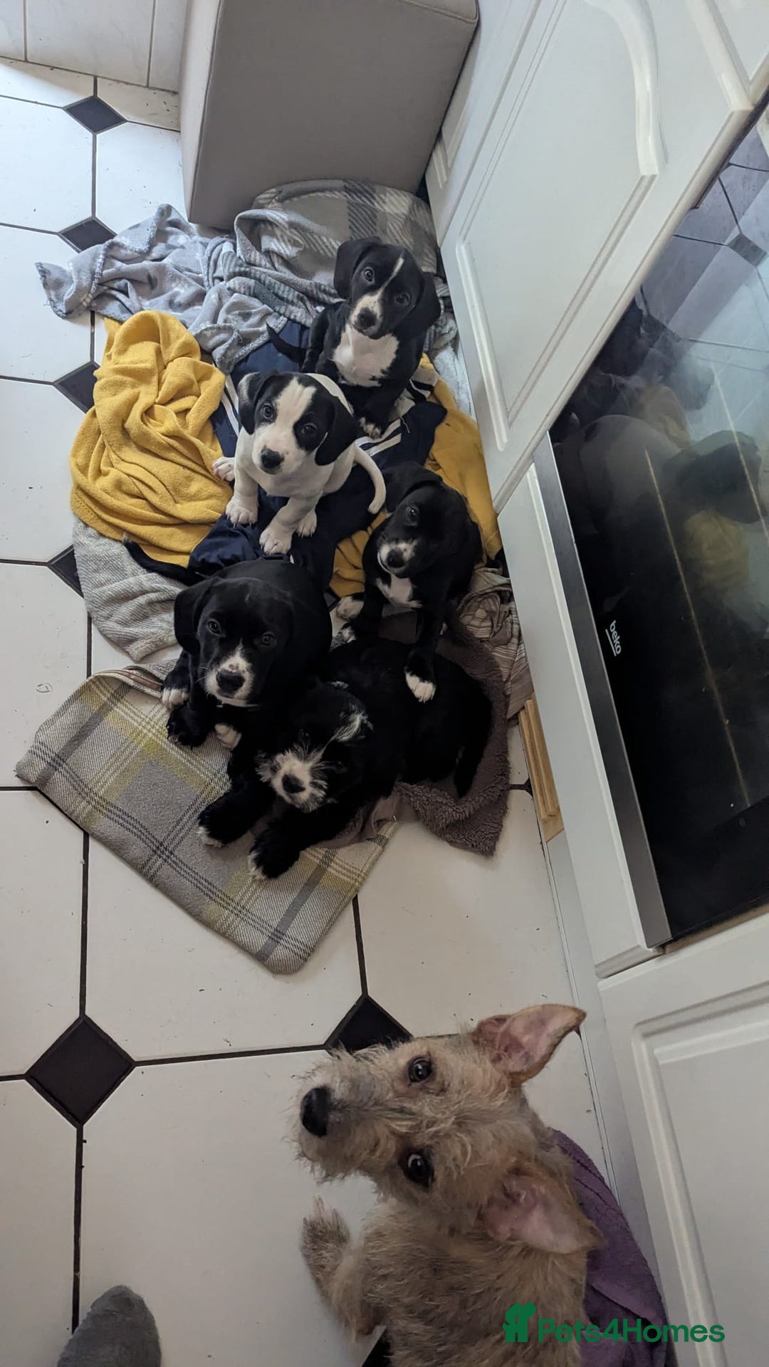 Mixed Breed dogs for sale: Cocker Jack - Advert 14