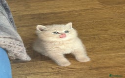 British Shorthair cats for sale: British Shorthair Kittens - Image 4