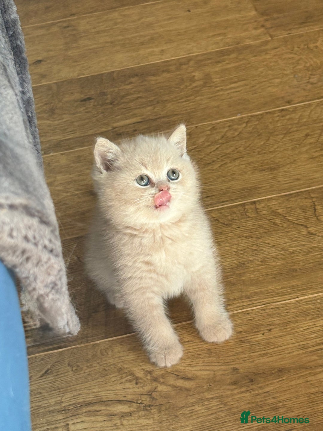 British Shorthair cats for sale: British Shorthair Kittens - Image 4