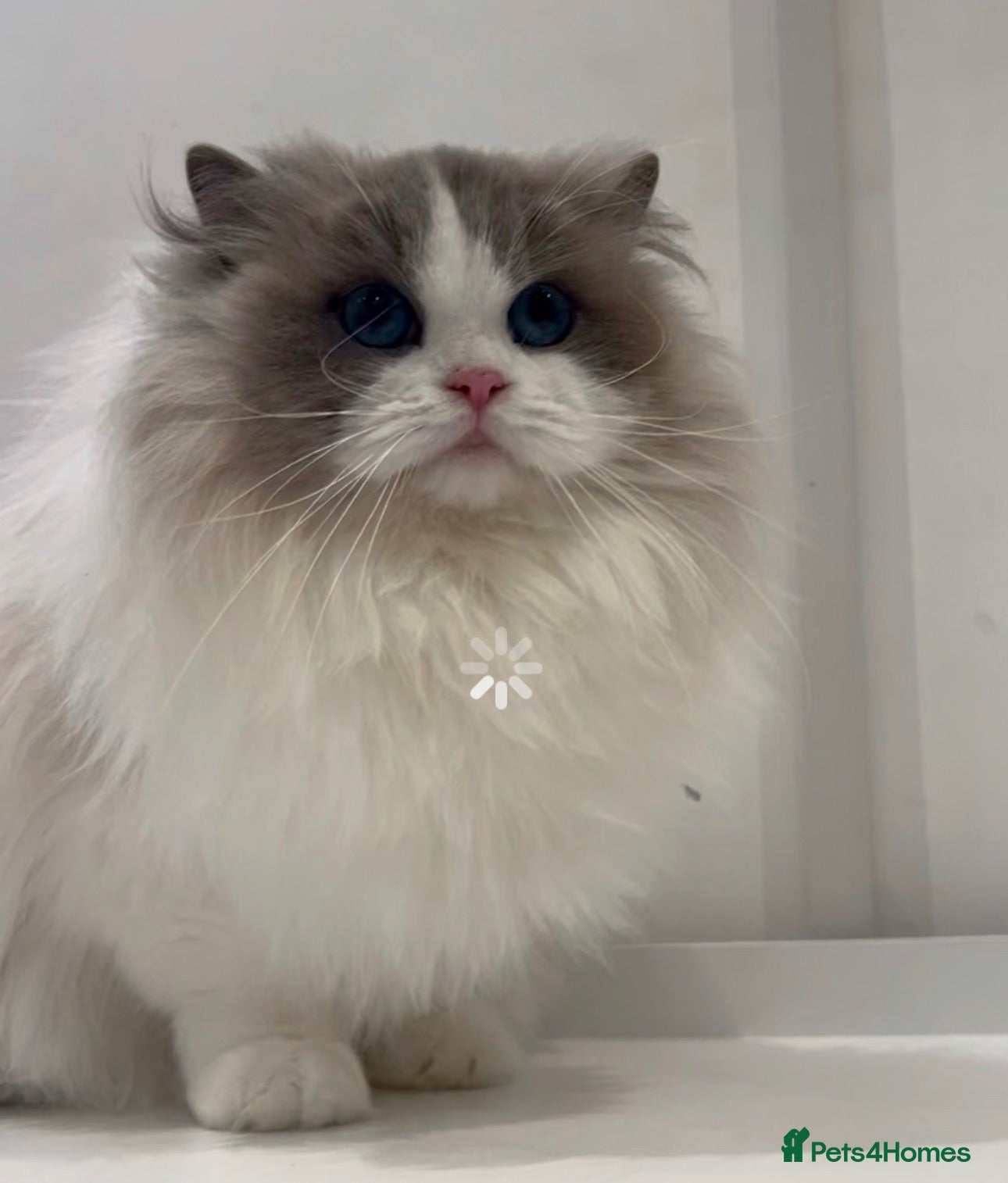 Ragdoll cats Chunky fluffy babies Available. - Advert 14