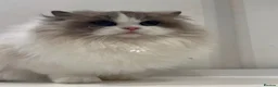 Ragdoll cats for sale: Chunky fluffy babies Available. - Advert 1