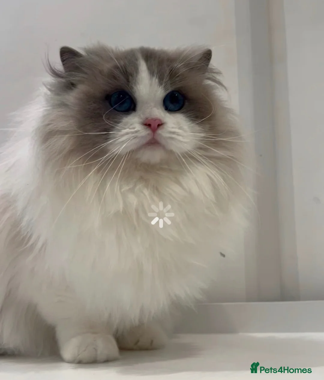 Ragdoll cats for sale: Chunky fluffy babies Available. - Advert 1