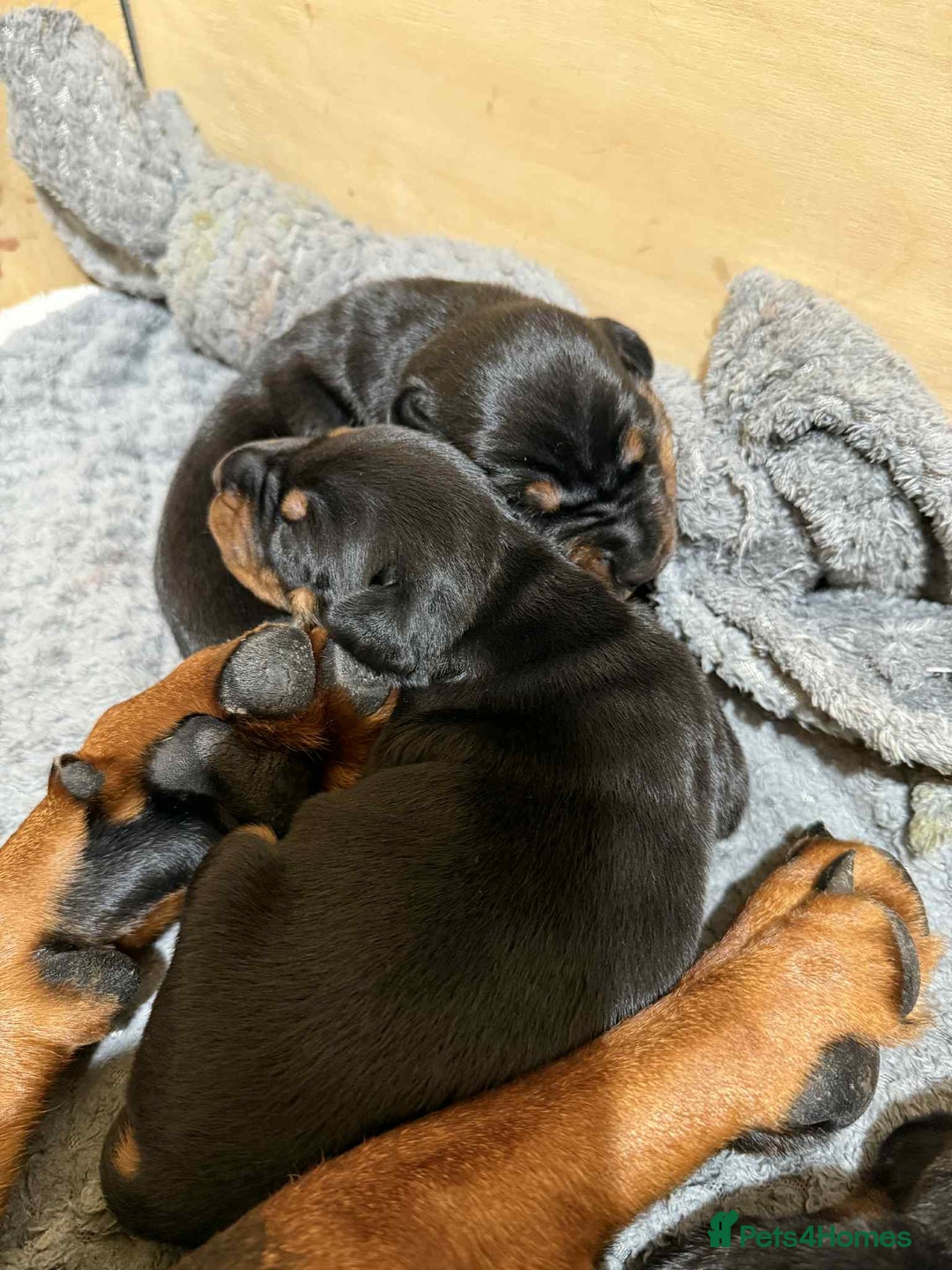Dobermann dogs for sale: EUROPEAN DOBERMAN PUPPIES in Walsall - Image 3