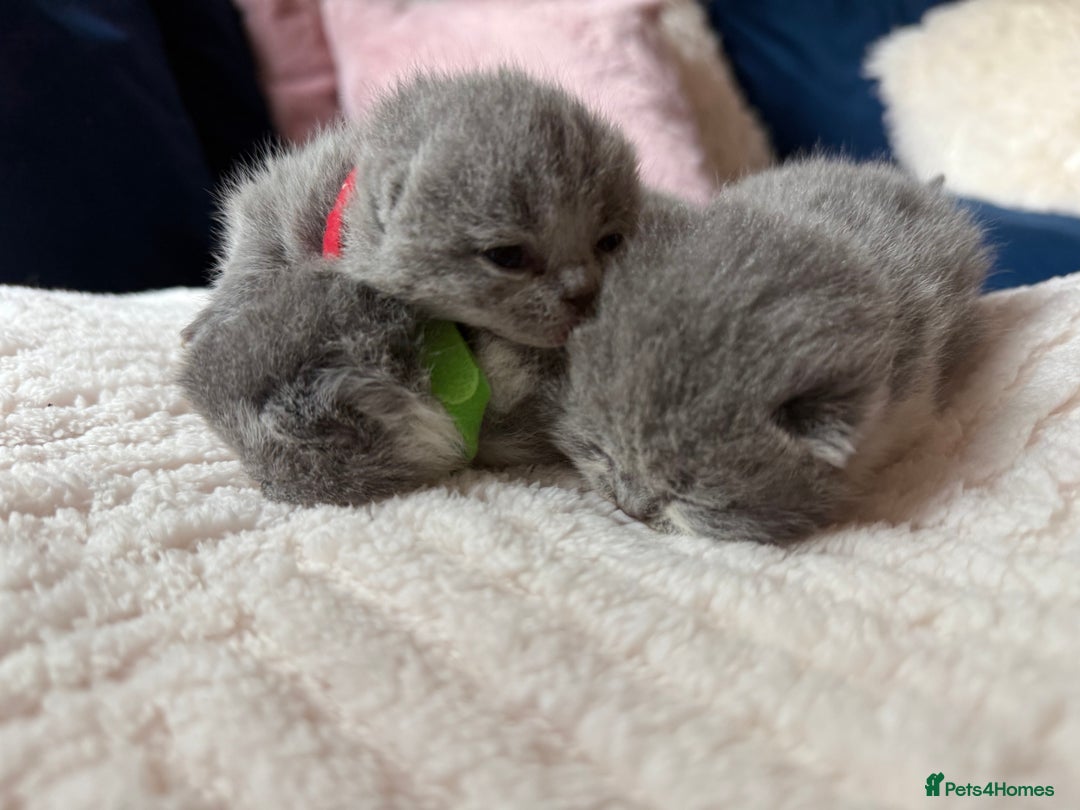 British Shorthair cats for sale: Outstanding kittens 😻 Champion line🥇🏆😻 - Image 10