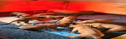 Rhodesian Ridgeback dogs for sale: KC Registered Rhodesian Ridgeback Litter - Advert 16