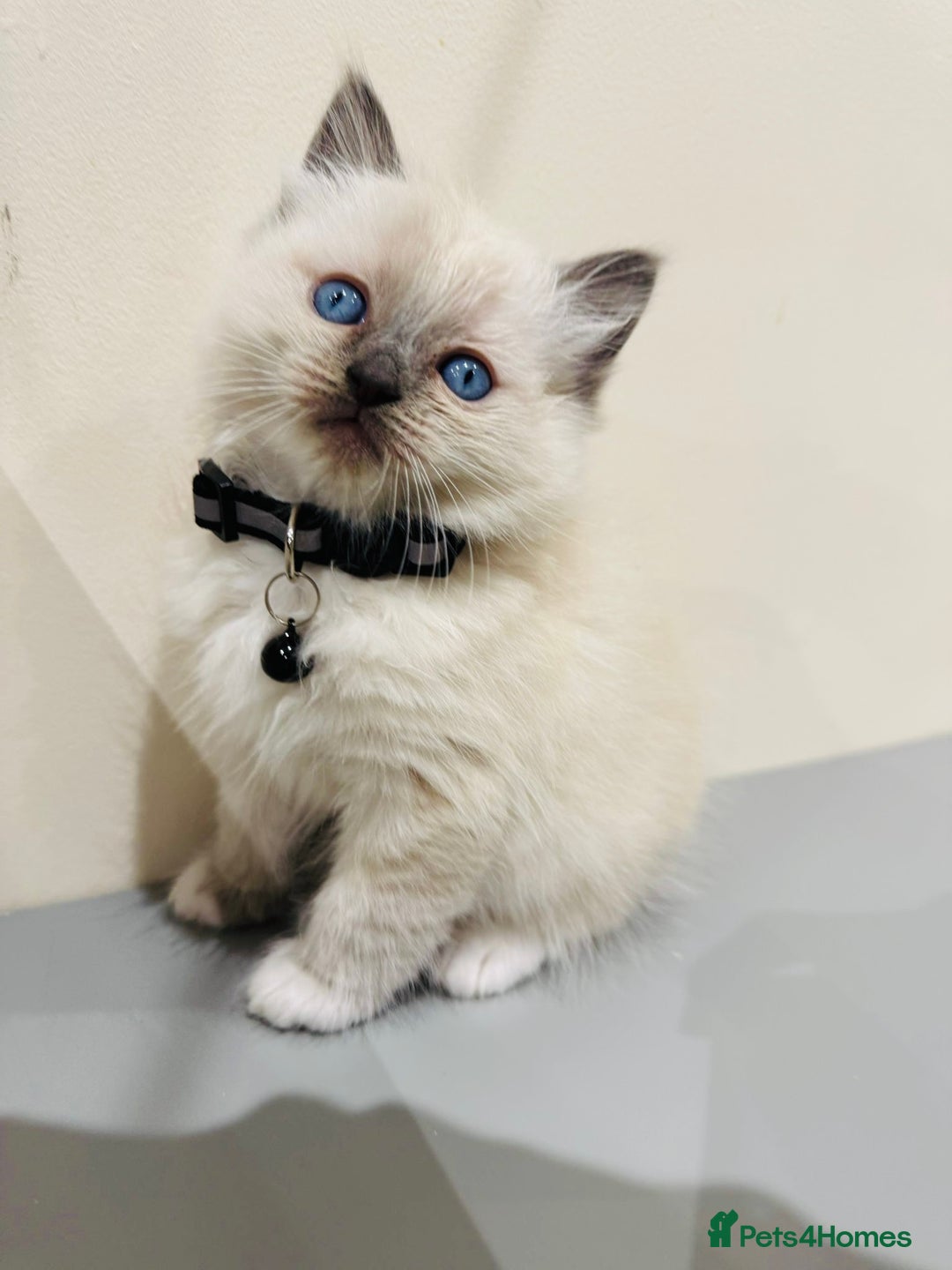 Ragdoll cats for sale: Adorable Pure Ragdoll Kittens - Advert 9