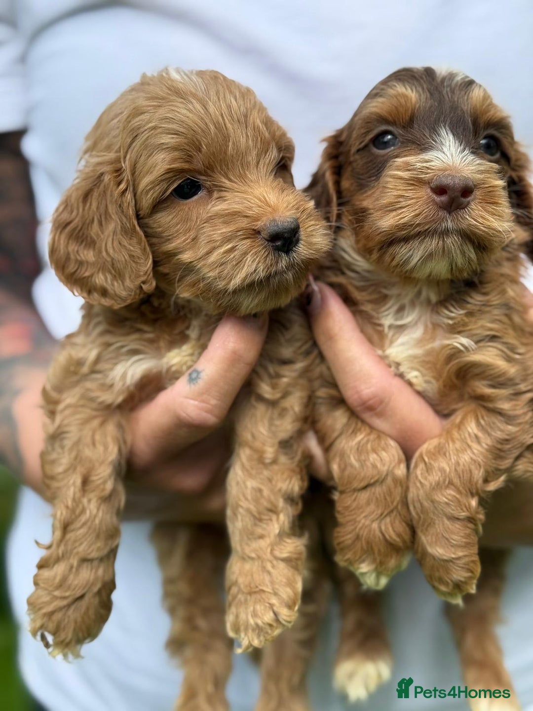 Cockapoo dogs for sale: Little Teddy Bears  - Image 5