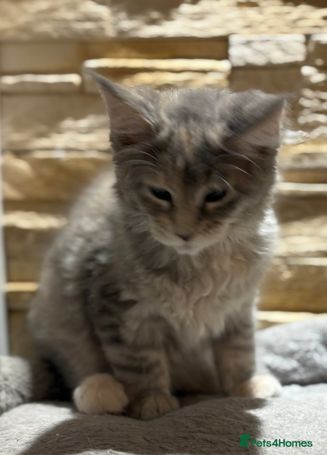 Maine Coon cats for sale: Pure blood Maine coon kittens  - Image 14