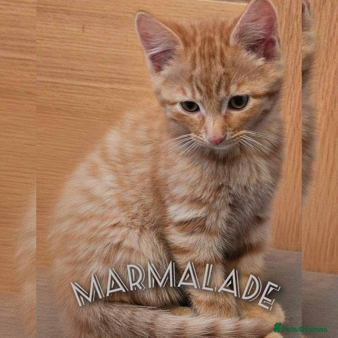 Mixed Breed cats for sale: Kittens for sale  - Advert 3