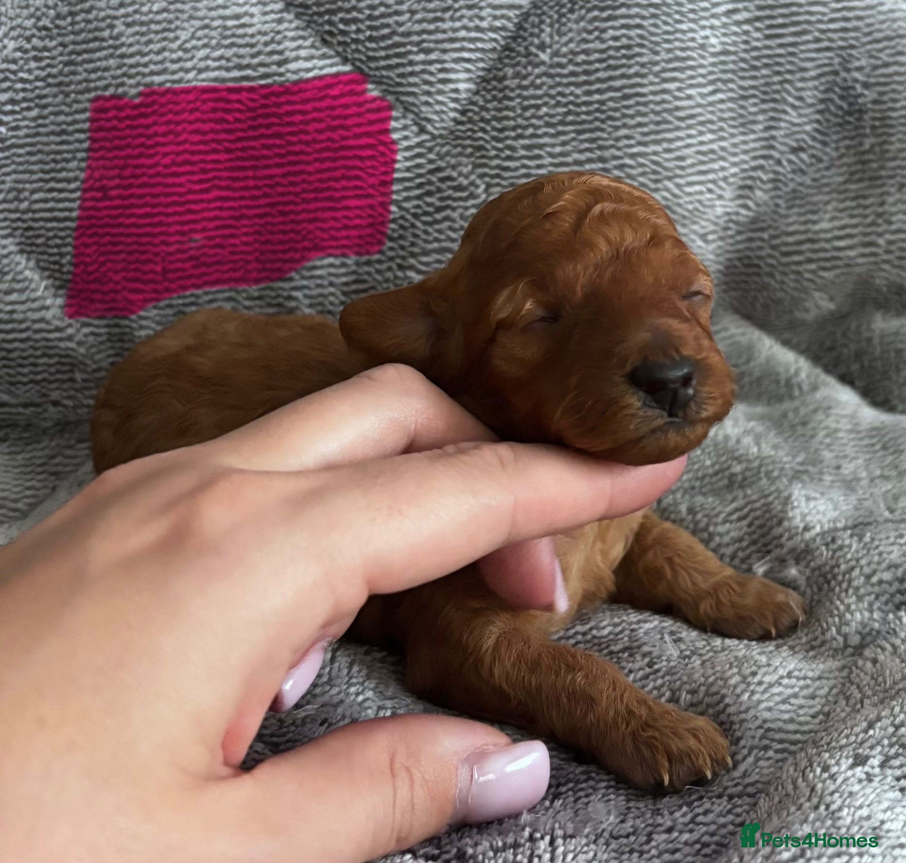 Cockapoo dogs ❤️TOY DEEP RED COCKAPOOS❤️ - Advert 10