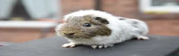 Guinea Pig rodents for sale: Baby Guinea Pigs Looking For New Homes - Advert 25