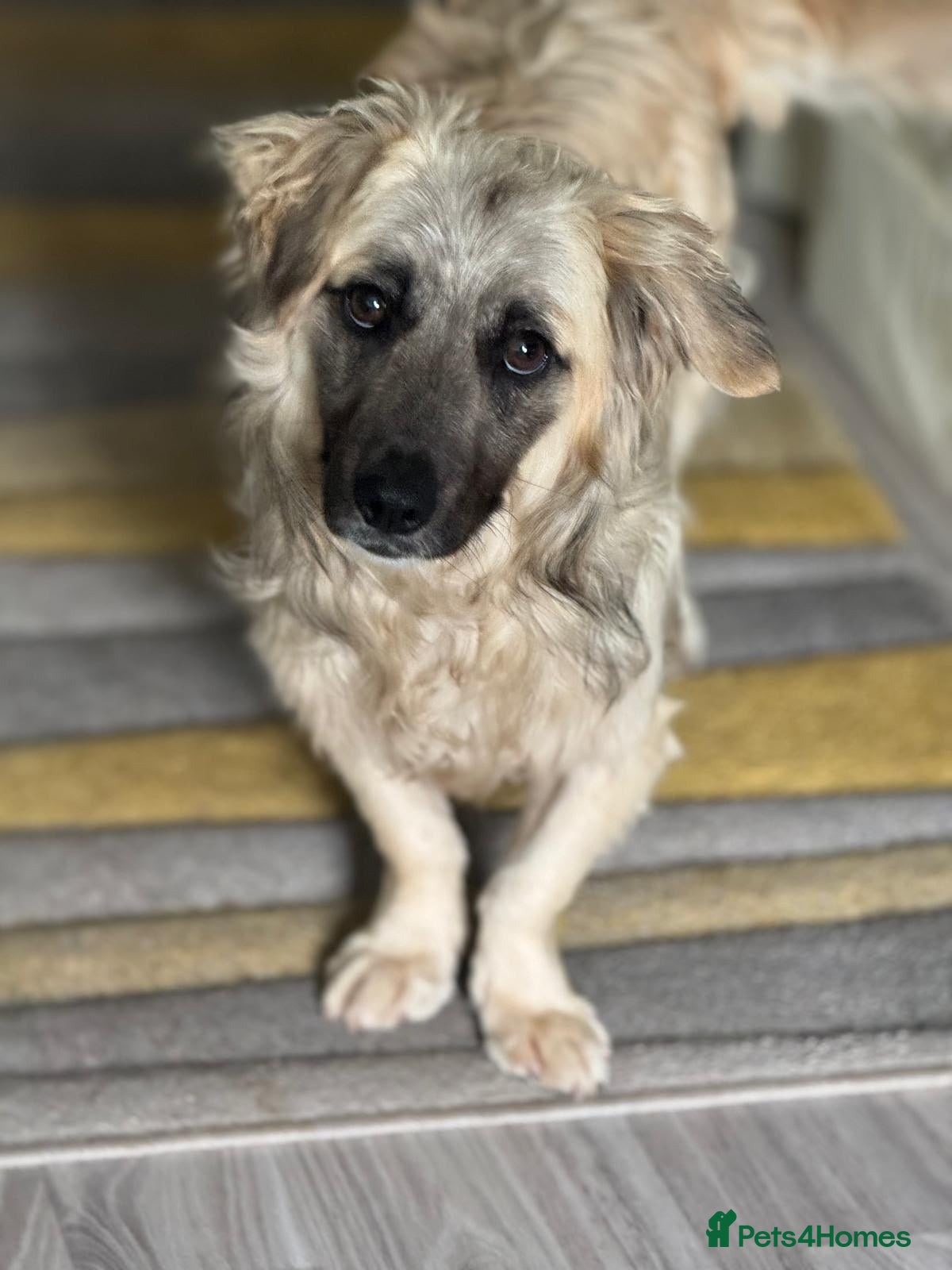 Mixed Breed dogs Beautiful Josh looking for love! - Advert 1