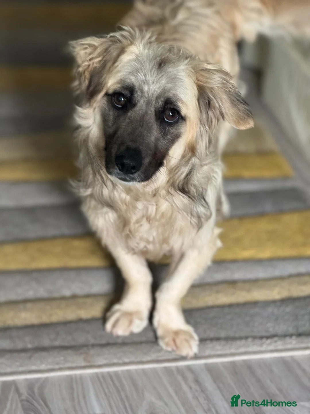 Mixed Breed dogs for adoption: Beautiful Josh looking for love! - Advert 1