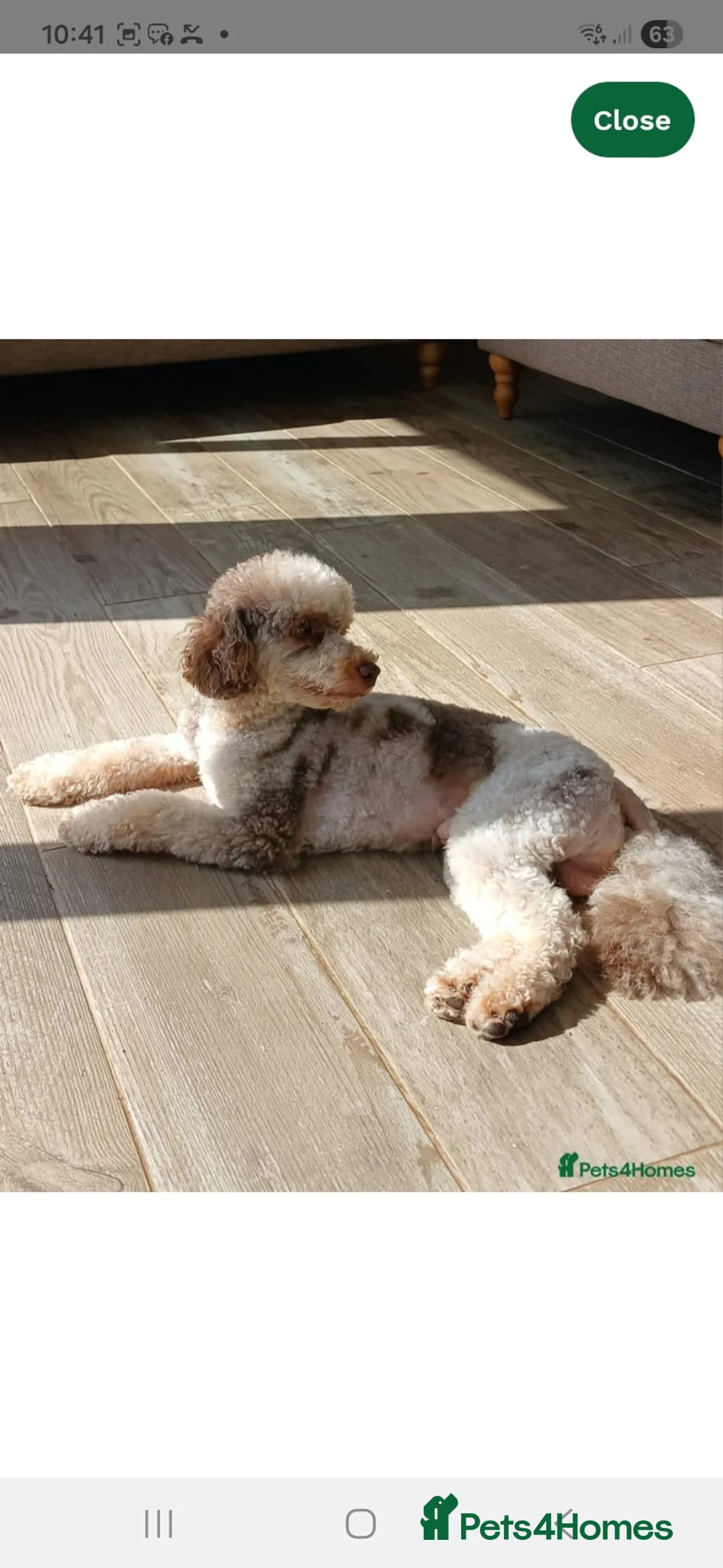 Cockapoo dogs for sale: Stunning toy cockerpoo puppy's for sale  in Ashbourne - Advert 2