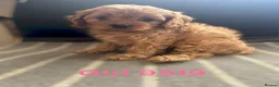 Cavapoo dogs for sale: cavapoo pups ready now  - Advert 13