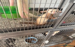 Ferret rodents for sale: A micro and half micro ferret - Image 1